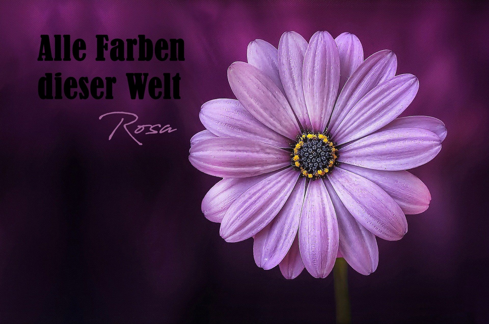 Alle Farben dieser Welt: Rosa