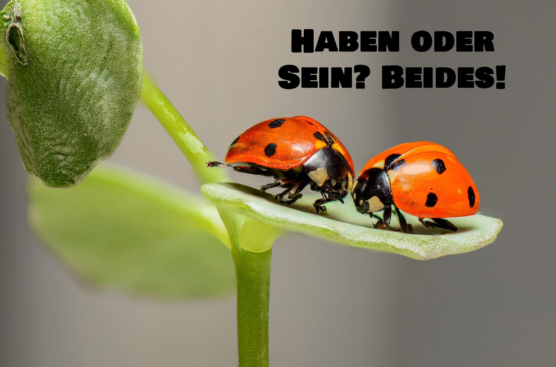 Haben oder Sein