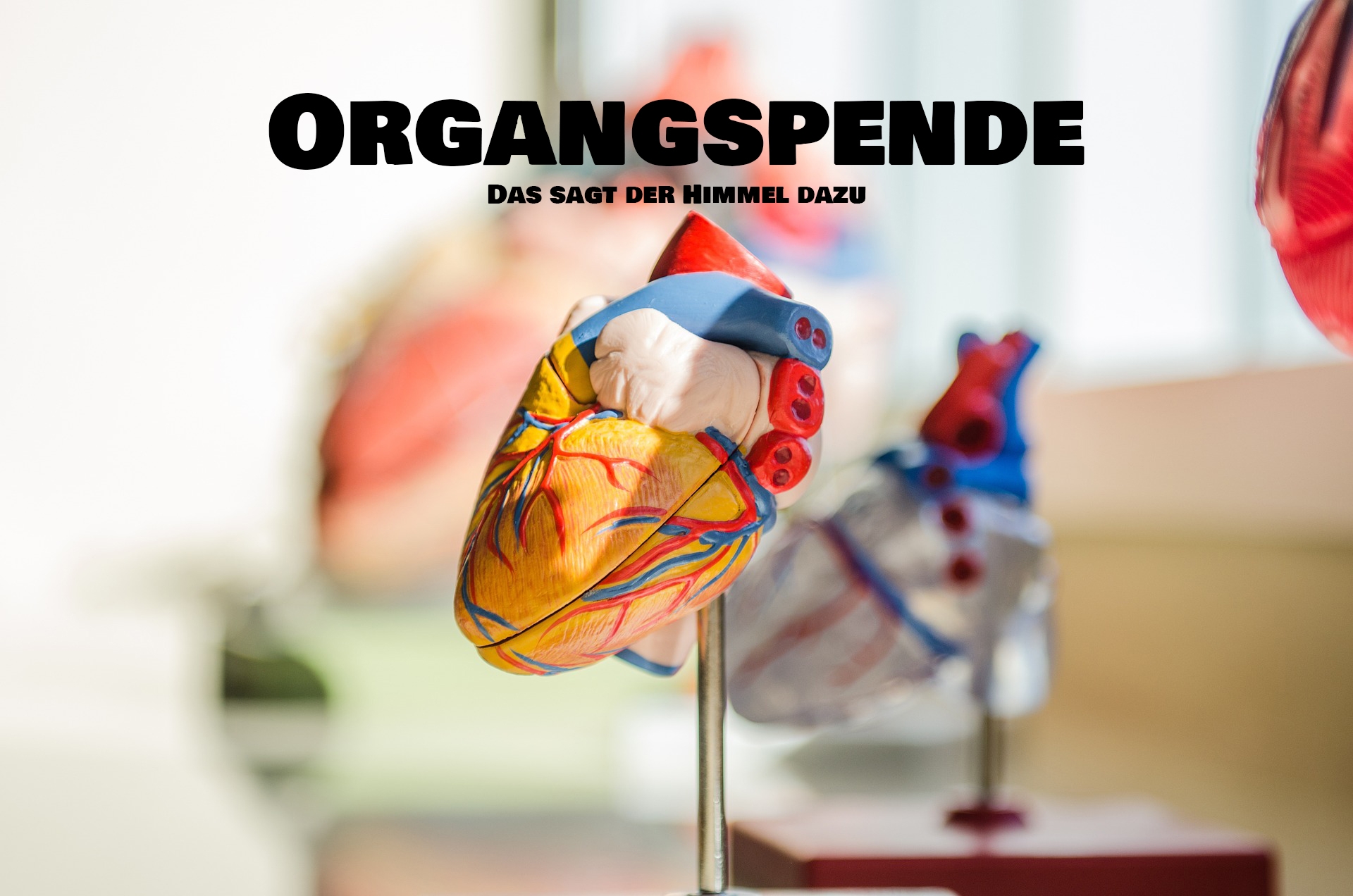 Die Organspende