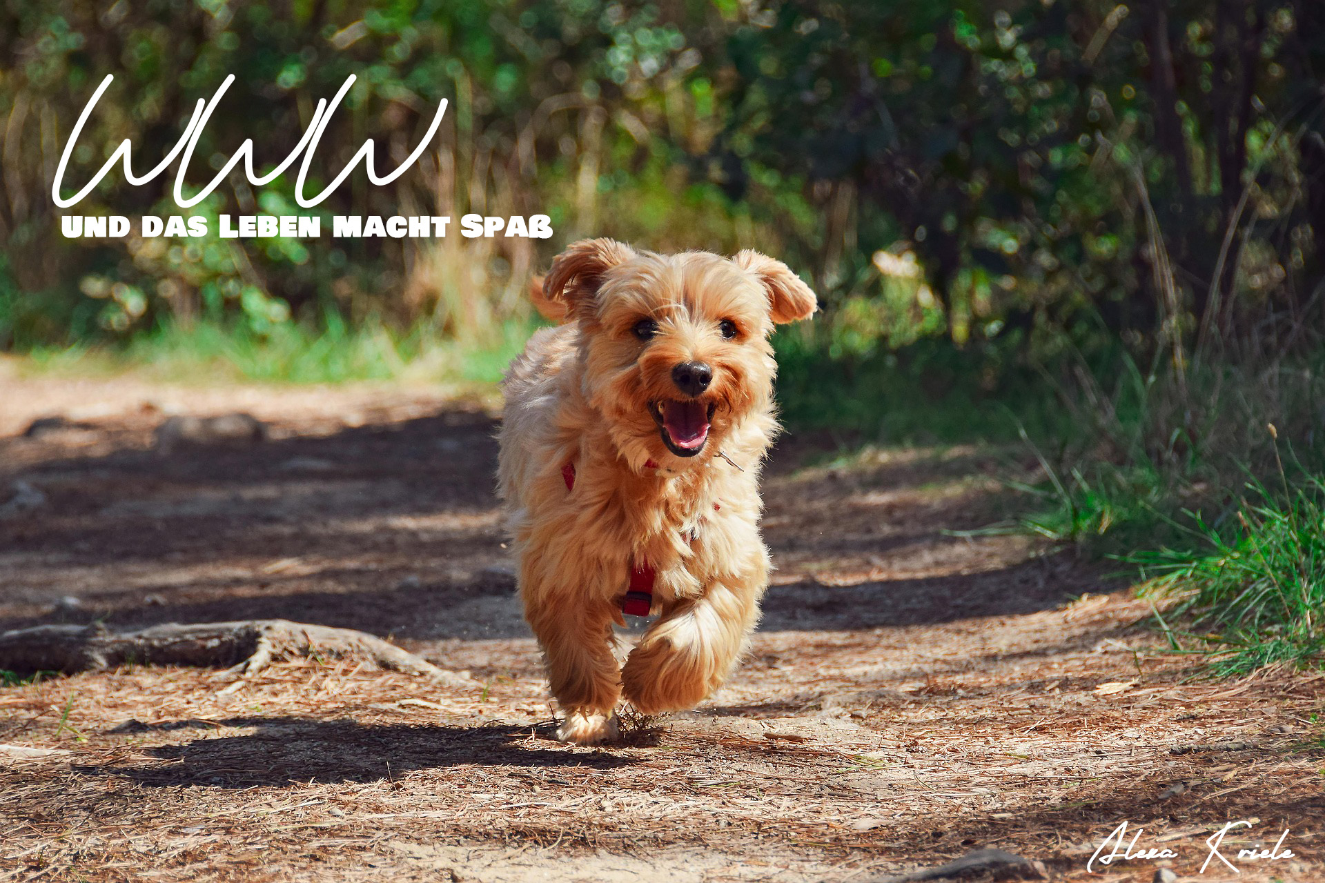 WWW – Und das Leben macht Spaß!